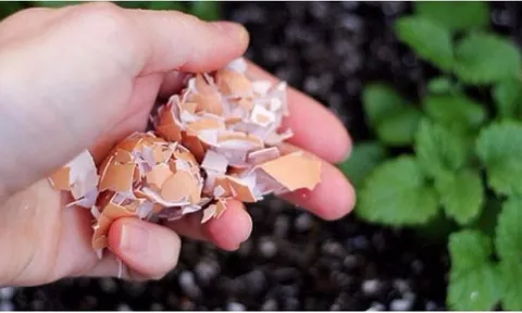 Vỏ trứng đừng vội vứt đi: Giữ lại làm việc này cực kỳ có ích