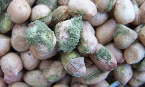 3 loại thực phẩm có độc tính cao sau khi nấm mốc