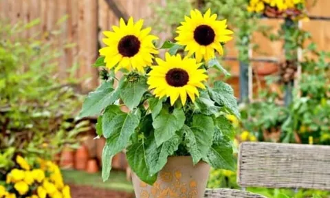 4 loại hoa tuyệt đối không nên đặt trong phòng khách: Rước vào nhà là chặn tài, tán khí, thất lộc