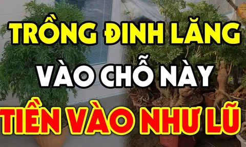 Cây đinh lăng trấn yểm của cải đừng trồng linh tinh: Đây chính là vị trí hút lộc, ai không biết quá đáng tiếc