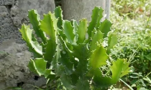 Muốn nhà cửa êm ấm, đừng trồng 4 cây này nếu không muốn tiền bạc “đội nón ra đi”