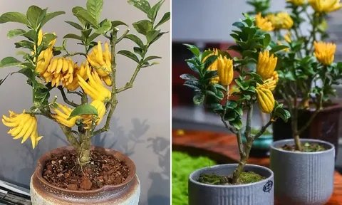 3 loại cây là báu vật Thần Tài, trồng trong nhà lộc đến không ngừng