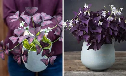 5 cây cảnh phong thủy có màu tím đẹp mê mẩn, lại xua đuổi vận xui, mang đến may mắn