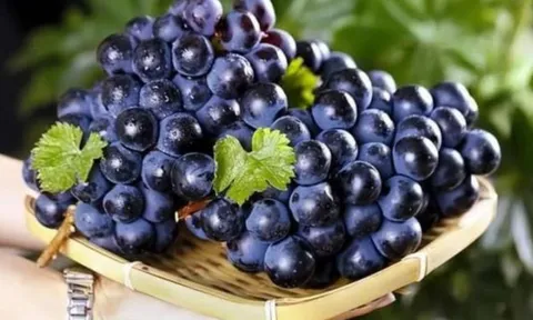 Trắc nghiệm chùm nho siêu chính xác: Phản ánh tính cách và mức độ may mắn của bạn