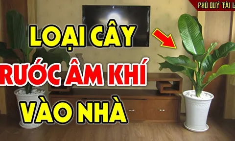 5 cây âm mọc ở quanh nhà hút cạn Phúc -Lộc, chặt bỏ ngay đừng tiếc