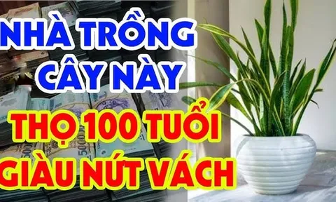 3 loài cây cân bằng âm dương, gọi Tiền về cho gia chủ