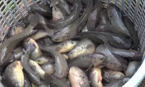 Loại cá đặc sản thịt ngọt “như mì chính” nuôi dày đặc ở Cà Mau, giúp nông dân thu 100 triệu đồng mỗi năm