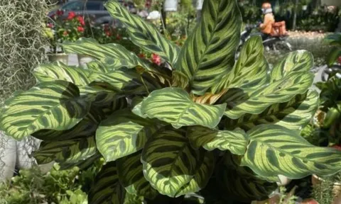 Cây phong thủy “bùa may mắn”: Nên trồng trong nhà để tăng vận khí, hút tài lộc