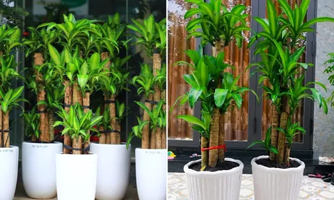 Cây Thiết Mộc Lan hợp với người thuộc 2 mệnh này, trồng trong nhà hút lộc hút tiền của