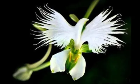 Những người sinh vào 3 tháng Âm lịch này, luôn gặp suôn sẻ, tuổi già hưởng hết phúc phần thiên hạ