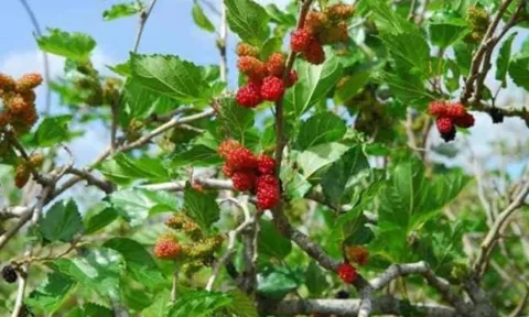 5 loại cây “hút âm khí” quanh nhà làm hao tài tán lộc – chuyên gia khuyên chặt bỏ ngay