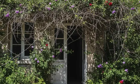 Trồng sai 4 loại cây này trước cửa, tài lộc khó vào, tụ vận xấu