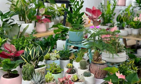 4 loại cây cảnh để bàn Đổi Vận Sự Nghiệp: Cuối 2025 rước Quý Nhân, đầu 2026 tiền vào ào ào