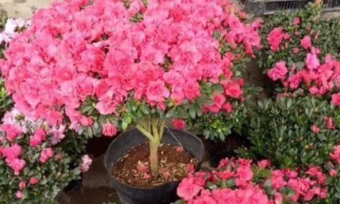 5 loại cây đẹp mê mẩn nhưng tuyệt đối không nên trồng trong nhà dù chỉ 1 chậu