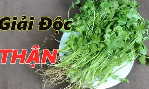 Ăn rau mùi có giải độc gan thận?