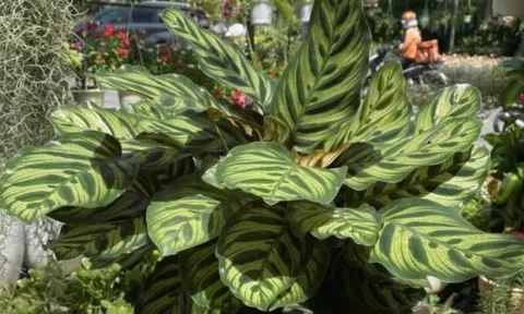 Cây phong thủy “hút tài lộc”: Loại cây được ví như bùa may mắn, càng trồng trong nhà càng vượng khí