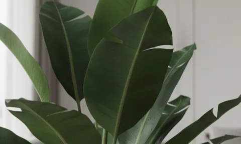 Đại Phú Gia – “Cây tụ tài” hợp mọi mệnh, mọi tuổi: Đặt đúng vị trí là tài lộc kéo về như nước