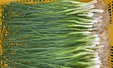 Mẹo bảo quản hành lá cả tháng vẫn xanh tươi, thơm như mới hái
