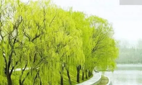 “Nhà có cây Thanh Long” nghĩa là gì? Bí ẩn tục ngữ về tài lộc và giàu có