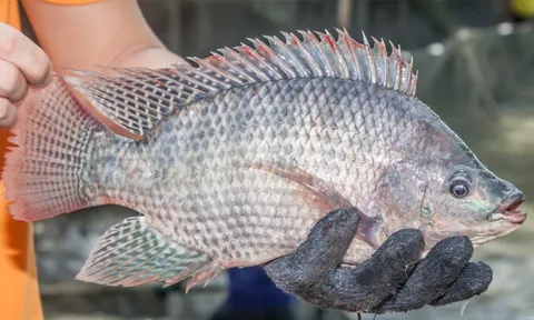 5 loại cá giàu đạm ít tanh, đi chợ thấy đừng tiền tiền mua