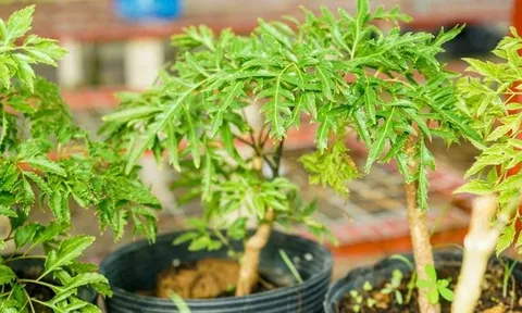 Loại lá được gọi là sâm, thải độc, mát gan: Cắm cành là mọc