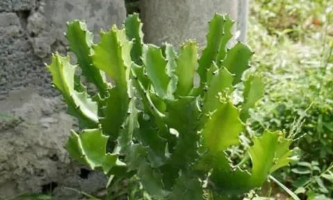 Muốn nhà cửa êm ấm thì đừng trồng 4 loại cây này kẻo tiền bạc “đội nón ra đi”