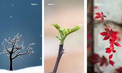 Quiz: Chọn 1 cành cây mùa đông tiết lộ điều bạn cần tập trung để nâng cấp bản thân trong năm 2026