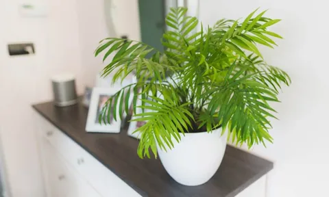 3 cây cảnh phong thủy này không chỉ có ý nghĩa tốt, mà còn thích hợp trồng ở nơi thiếu ánh sáng