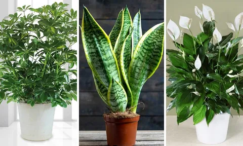 Ô nhiễm không khí ở ngưỡng tím, độc hại: Trồng ngay 6 loại cây xanh giúp lọc sạch không khí, bụi mịn