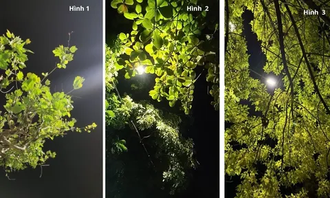 Quiz: Chọn một dáng cây trong đêm để biết Điều gì đang cản trở vận may và cách mở cho bạn