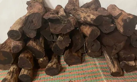 Thương lái ồ ạt thu mua gỗ mán đỉa giá 3 triệu/kg: Kiểm lâm Quảng Trị vào cuộc làm rõ