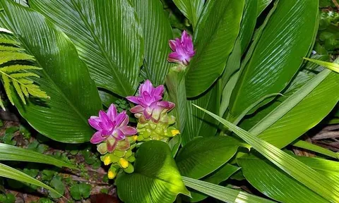 Loại củ giúp gan đẩy độc, giảm sưng viêm hiệu quả