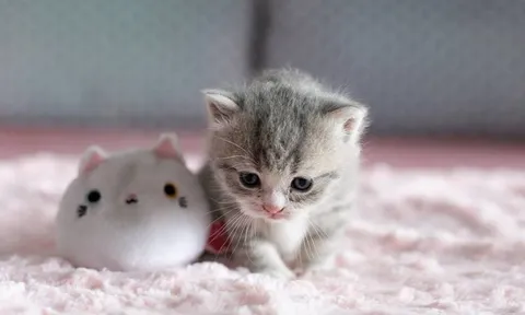 Quiz: 5 năm tới bạn sẽ giàu cỡ nào? Kiểm tra ngay kết quả bất ngờ