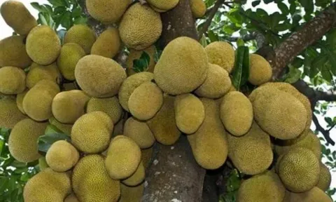 3 loại cây phong thủy giữ lộc như két sắt, chặt bỏ là mất tài vận