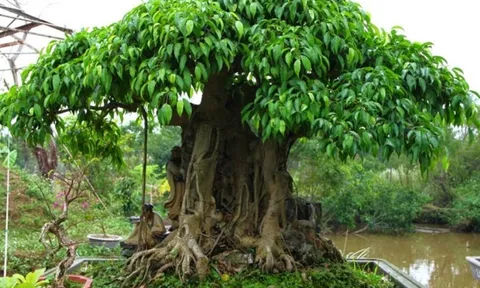 3 loại cây tránh đặt ở lối vào, để ngôi nhà hài hòa và mang năng lượng sống tích cực