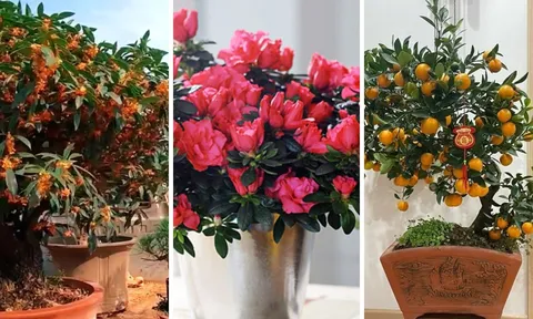 4 loại cây cảnh giới thượng lưu âm thầm trồng trong nhà: Kích hoạt tài lộc, thịnh vượng bền vững