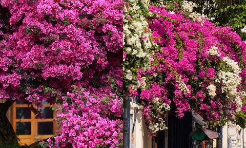 4 tuyệt chiêu giúp hoa giấy nở đúng Tết