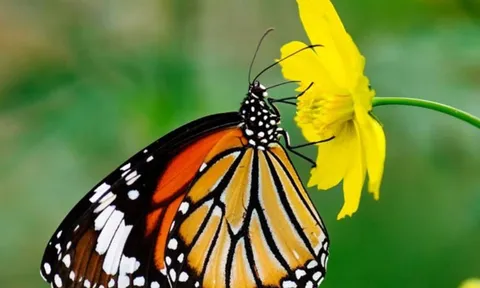 Trắc nghiệm tâm lý: Ấn tượng đầu tiên người khác có về bạn là gì?