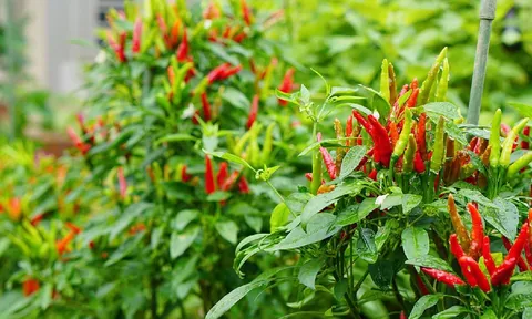 Cây ớt hút tài lộc, trồng thế nào để gia chủ ngày càng thịnh vượng, tiền vào như nước?