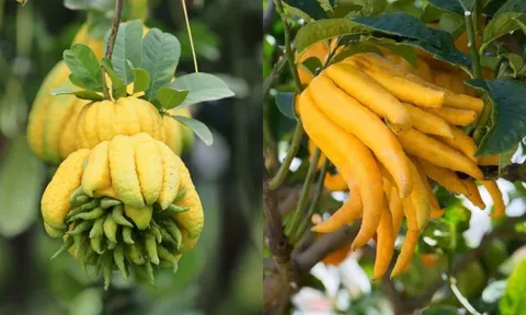 Người mệnh này Tết 2026 nên bày cây Phật Thủ trong nhà, năm mới cầu gì được nấy, tài lộc vô biên