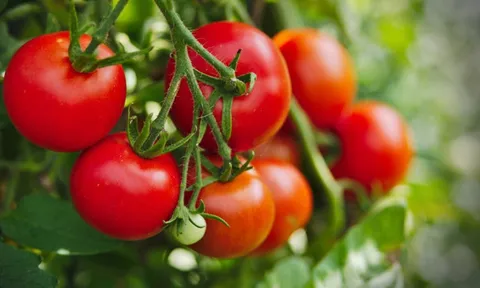 5 người nên hạn chế ăn cà chua