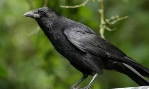 Con cái hỗn hào? Áp dụng ngay “Luật Quạ” - Bí quyết dạy con hiện đại vẫn giữ trọn quyền uy