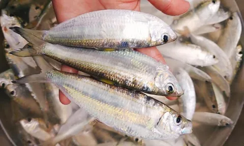 Loại cá “vượt mặt” cá hồi, số 1 về Omega 3 giá rẻ ngang rau