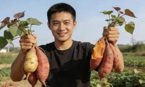 Khoai lang rất tốt nhưng 3 nhóm người này nên hạn chế ăn kẻo “rước họa vào thân”