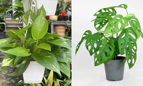 Người thuộc 3 mệnh này trồng cây trầu bà là ‘hổ mọc thêm cánh’, gánh lộc vào nhà