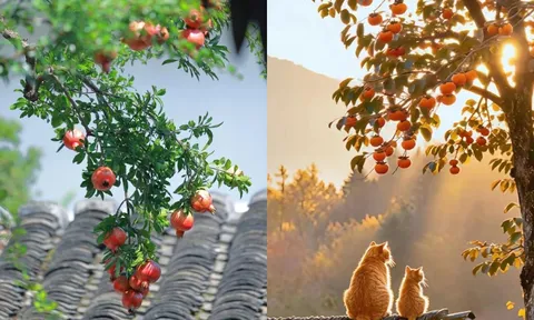 Vì sao người xưa nói: phía Đông trồng lựu là vàng, phía Tây trồng hồng là bạc?