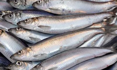 4 loại cá giàu omega-3, nhiều canxi bán đầy chợ Việt: Giá rẻ hơn cá hồi, thấy là nên mua ngay