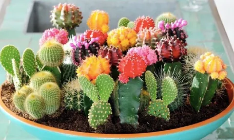 4 loại cây cảnh phá tài lộc không nên đặt ở phòng khác, nhiều nhà mắc sai lầm mà không biết