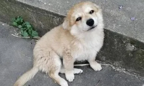 Không phải mê tín: 6 loài động vật nhỏ xuất hiện trong nhà báo hiệu tài lộc đến, gia đình sắp phát đạt