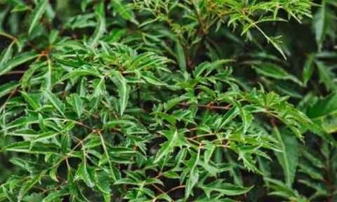 5 loại cây trấn trạch phổ biến ở Việt Nam: Giữ bình an cho ngôi nhà, đồng thời là “thuốc quý”